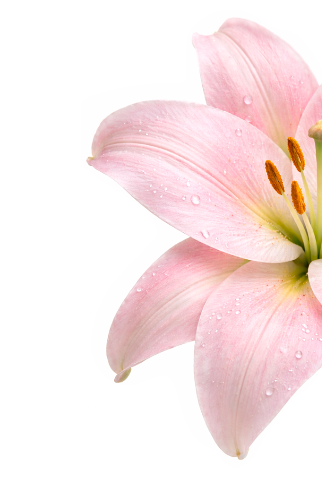 Lirios en Burgos 2